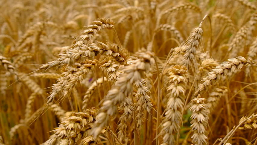 Wheat growing in a field. Selective focus.