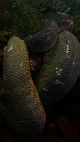 Beautiful reptile known as green tree python (Morelia viridis).