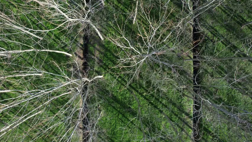 Aerial shot from above of a forest of intertwined poplars creating a natural geometric pattern on a green meadow. 