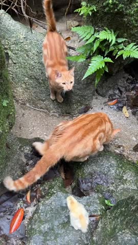 Two curious ginger cats investigating a small, fluffy yellow chick by a mossy stream