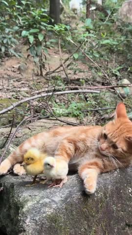 A curious orange cat peacefully observes two tiny chicks on a moss-covered rock in nature