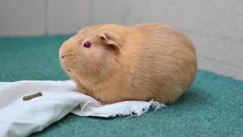 Beautiful animal guinea pig as a pet. concept for animals and nature.