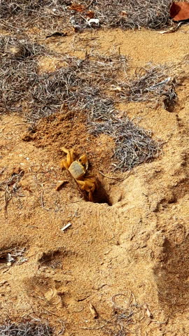 Crab burrow in sandy tropical beach. Small crab hole visible in warm sand on a quiet tropical shoreline.