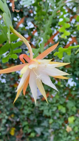 Blooming Fishbone Cactus Flower (Disocactus anguliger) in Natural Garden Setting, Vertical Video 