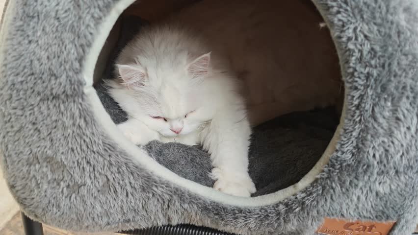 Endearing fluffy white Persian cat peacefully napping in a comfortable gray fleece bed. The charming kitty is enjoying a tranquil rest in its plush cat bed