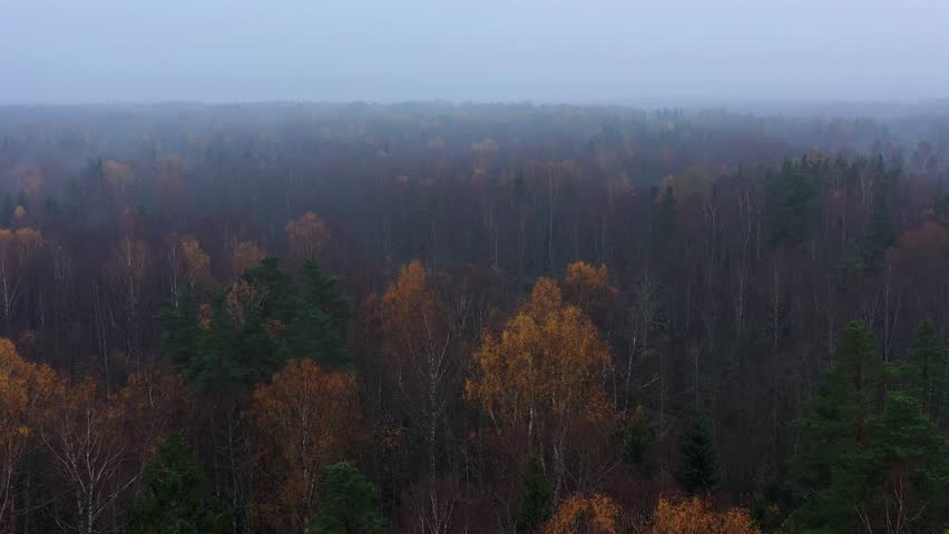 Aerial View of Autumn Forest