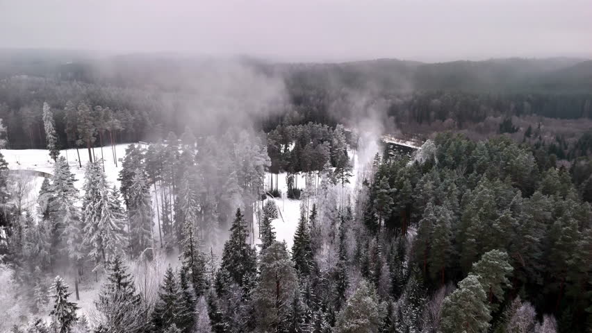 Snowy Forest Covered in Winter Mist