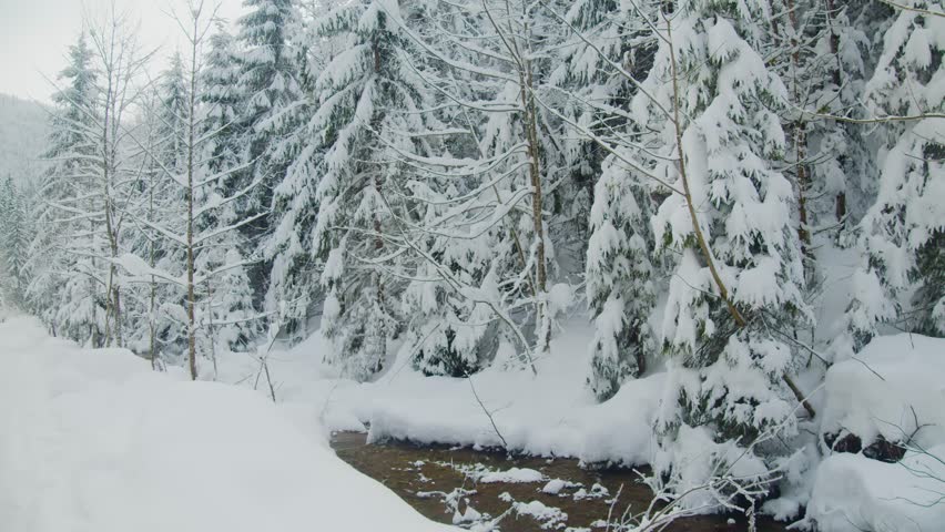 Footage captures a peaceful winter scene in Synevyr National Park, Ukraine. A small, partially frozen creek flows through a deep snow-covered forest of evergreen trees, showcasing the pristine natural