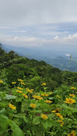 Yellow wildflowers blooming with lush tropical mountains and a misty valley background. Vertical 4K footage for social.
