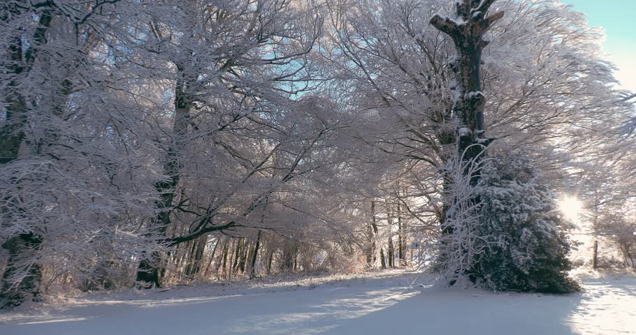 winter landscape with snow-covered beech trees in the morning 