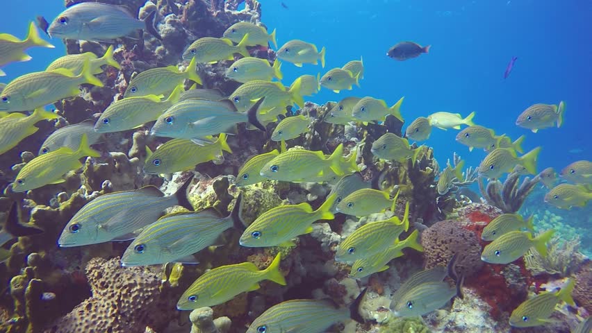 A school of French Grunts swim along the reef in unison while below under a ledge a snapper and angelfish swim by a group of blue tang and other fish.