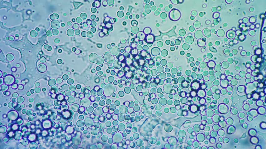 Slow Motion Bacteria Movement Under Microscope