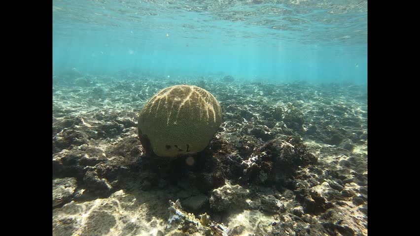 Brain Coral in a shallow tropical lagoon covering half of a round rock.