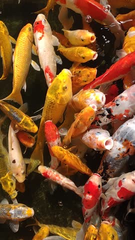Golden carps and koi fishes in the pond. Vertical video.
