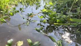 Close-up of green clover plants in a flooded field with water reflections and dew drops - Powered by Shutterstock - Get 15% off with code: PIKWIZARD15