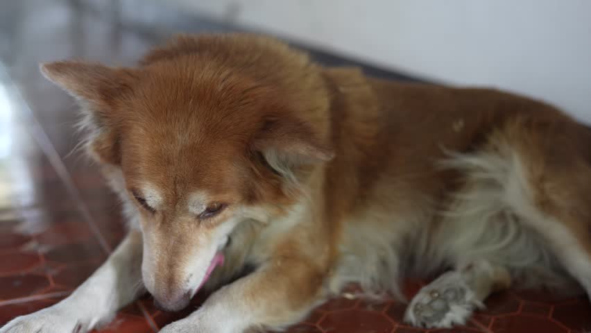 Relaxed Dog Laying on Floor in Bright Environment with Soft Lighting and Natural Features