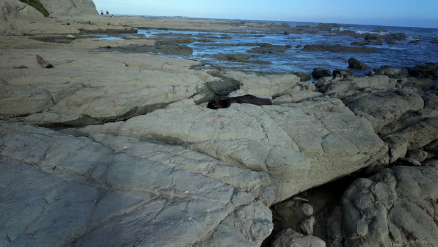Seal resting on rocky shore at low tide
