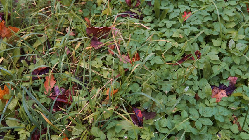 Close-Up Of Green Grass Blades Amid Autumn Leaves On Forest Floor With Natural Colors Texture. b roll footage