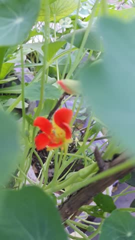 Nasturtium, Indian Cress, Garden Nasturtium, Tropaeolum majus, Yellow Nasturtium, Common Nasturtium, Monk's Cress