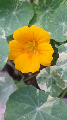 Nasturtium, Indian Cress, Garden Nasturtium, Tropaeolum majus, Yellow Nasturtium, Common Nasturtium, Monk's Cress