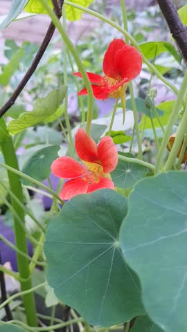 Nasturtium, Indian Cress, Garden Nasturtium, Tropaeolum majus, Yellow Nasturtium, Common Nasturtium, Monk's Cress