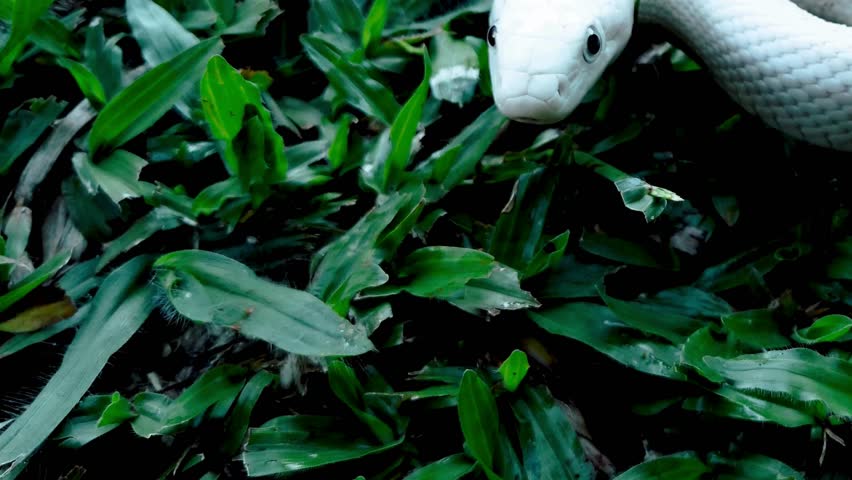 White snake flicking tongue in green grass slow motion video
