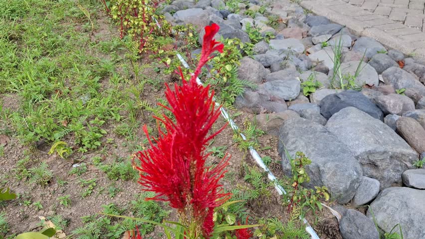Red celosia flower blooming outdoors with vibrant plume texture.