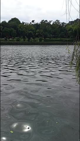 Calm Lake Ripples and Tree-Lined Shore under Overcast Sky — Nature Footage