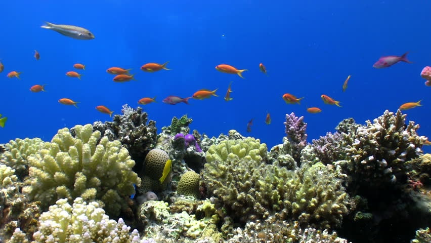 Colorful Fish on Vibrant Coral Reef, static scene, Red sea