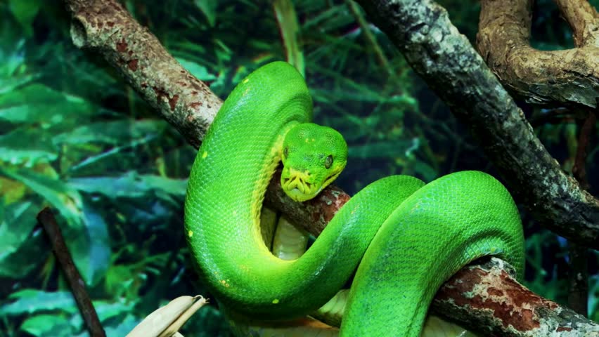 A close-up vertical shot of a vibrant Green Tree Python coiled elegantly on a tree branch in a natural, lush green environment.