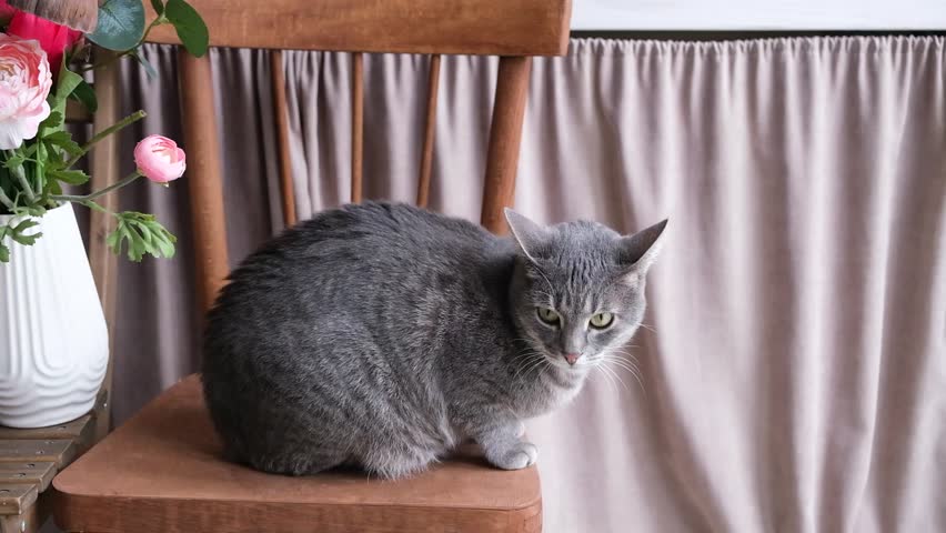 Curious European Gray cat sitting on the chair stares into the camera blinking slowly