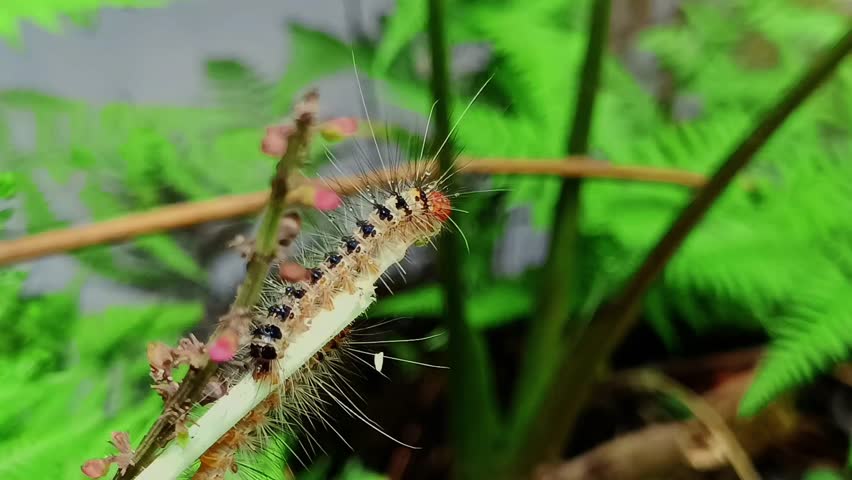 A caterpillar is eating a leaf in a close-up macro shot with a soft background and a side angle shot in daylight.