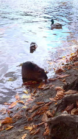 One Muskrat sits in water near shore, second swims next to it, riverbank is covered with fallen autumn leaves, wild ducks swim in background. Natural river scene with muskrats and mallards at fall