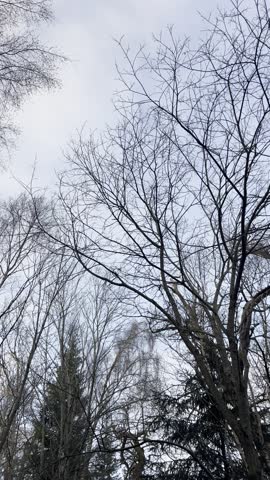 Looking up through the bare tree branches on a winter forest walk. There is a cloudy sky above the canopy.