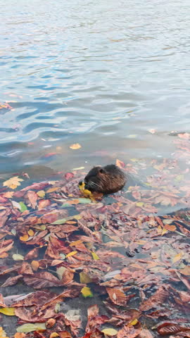Muskrat (Ondatra) sits in water among fallen autumn leaves floating on surface and eats vibrant yellow maple leaf, while wild duck swims nearby. Muskrat in river with vivid fall foliage, slow motion