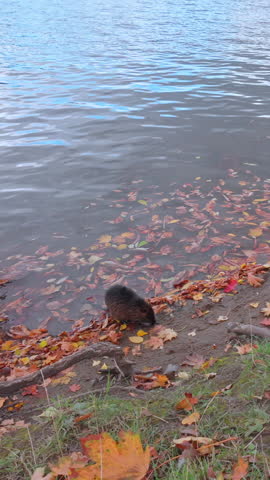 Coypu sits on riverbank among fallen autumn leaves, while pair of black Eurasian coot swims in background, view from shore. Natural autumn scene by river with Nutria and Australian coots.