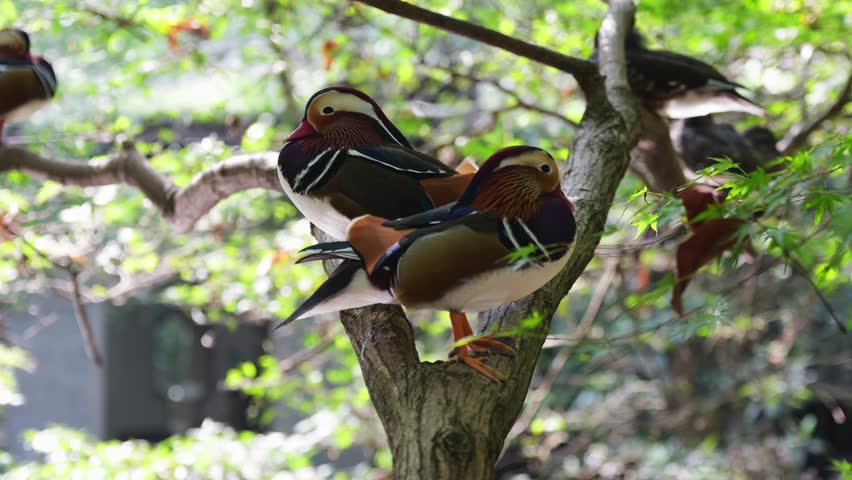 Mandarin Ducks Resting on Branch in Park during Daytime