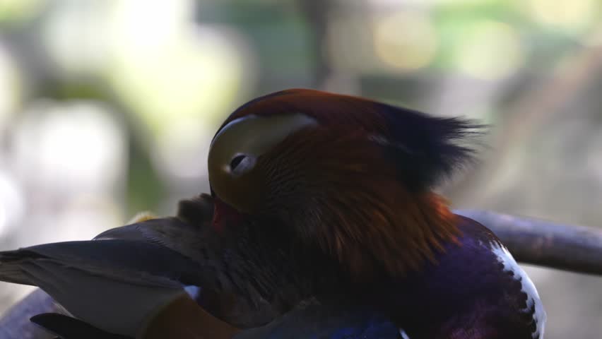 Male mandarin duck preens its feathers on a tree branch during the day at local Park