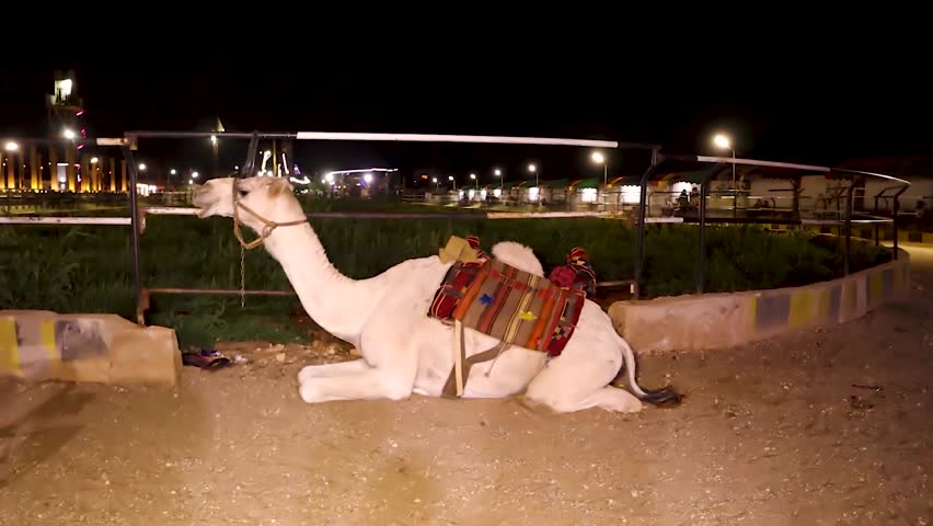 White camel resting at night inside an amusement park. The scene highlights animal exploitation, human greed and psychological stress animals endure, suitable for topics on ethics, and tourism impact.