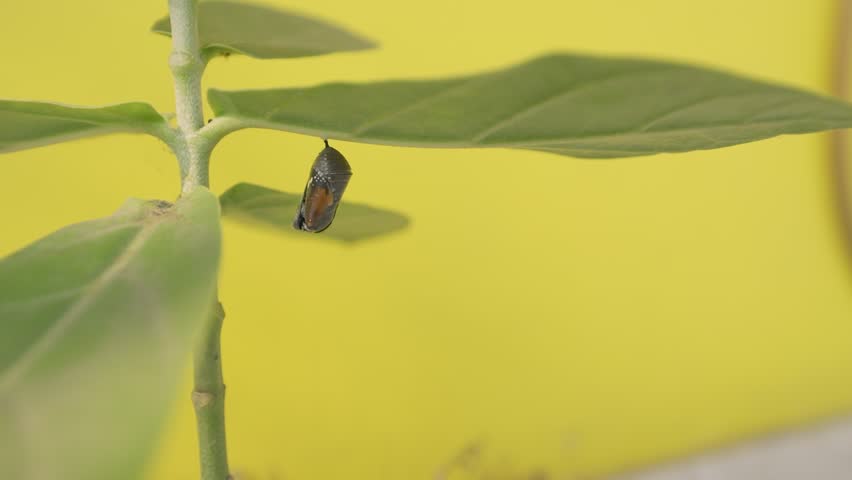 Birth of a butterfly HDR