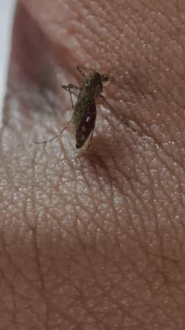 Close-up of a mosquito feeding on human skin near the thumb and index finger. The insect’s proboscis is visibly inserted, highlighting the interaction between mosquito and host. Detailed skin texture and natural lighting emphasize the realism and biological context. Ideal for themes related to disease transmission, insect behavior, and public health.