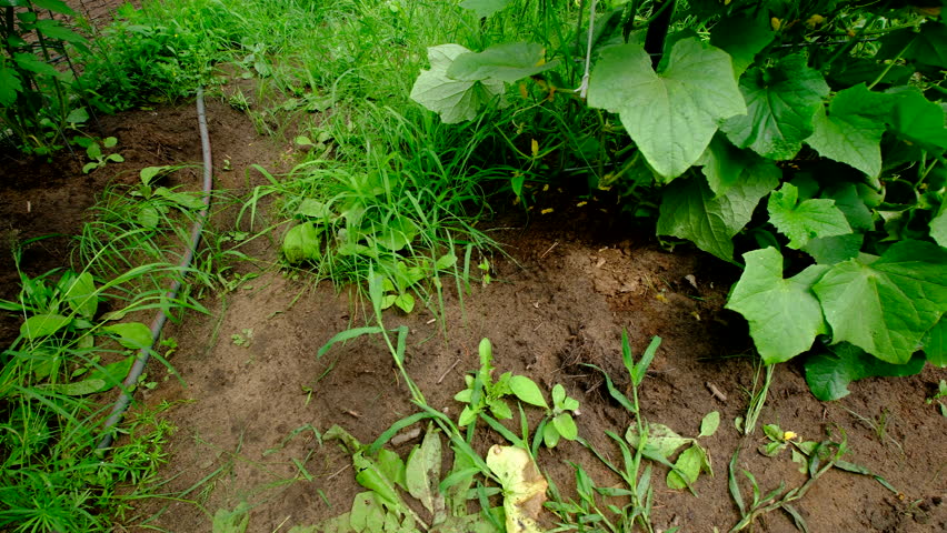 Moving camera left to right above freshly harvested gherkin cucumbers laying on ground and in wicker basket