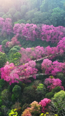 Aerial view of Cherry blossoms trees in Chiang Mai, Thailand. Vertical.