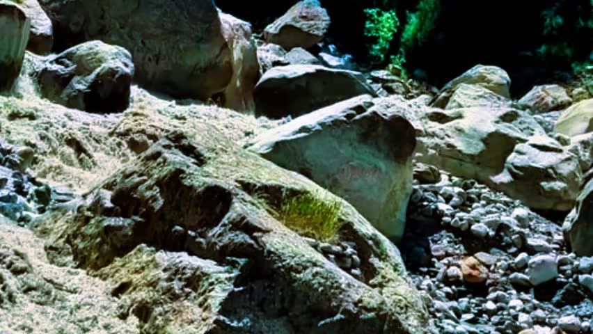 Detailed view of a dry rocky creek bed with large boulders and small gray river stones. Natural mountain terrain with green moss and forest vegetation. Ideal for hiking, geology, and nature b-roll.