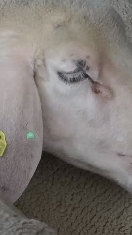 Sheep Sleeping Peacefully In Cozy Barn, Gentle Sheep Resting With Soft Wool In Tranquil Farm Environment