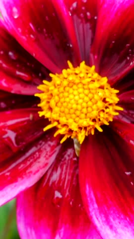 Vivid Floral Closeup, Intimate Macro Shot Capturing Vivid Magenta Blossom With Water Droplets Attached Closely
