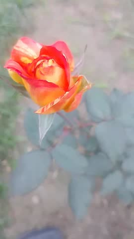Orange Rose Flower Blooming in Garden, Vibrant Romantic Floral Video