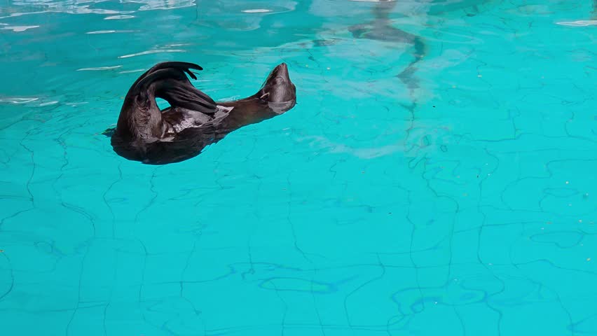 A sea lion in an aquatic exhibit, showcasing its natural movements and grooming behaviors.