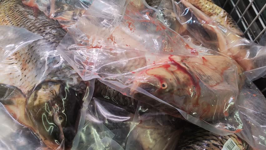 fresh fish in the market - carp fish	
