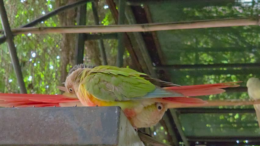 Close-up of green-cheeked conure parrots perched on a metal structure inside an aviary, with their bright red tail feathers visible.	
